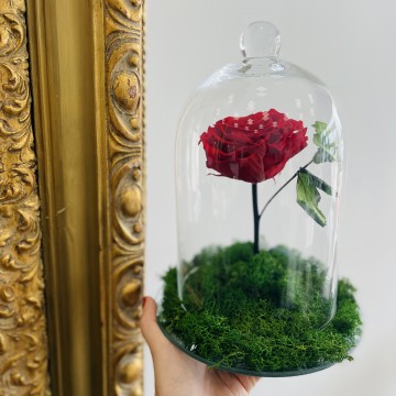 Rose éternelle sous cloche